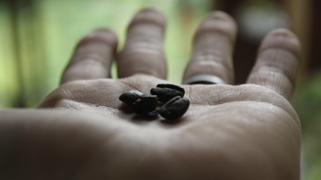 Are coffee beans berries?