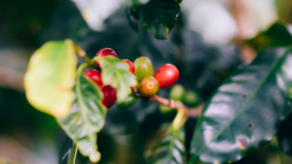 What is the shelf life of coffee beans?
