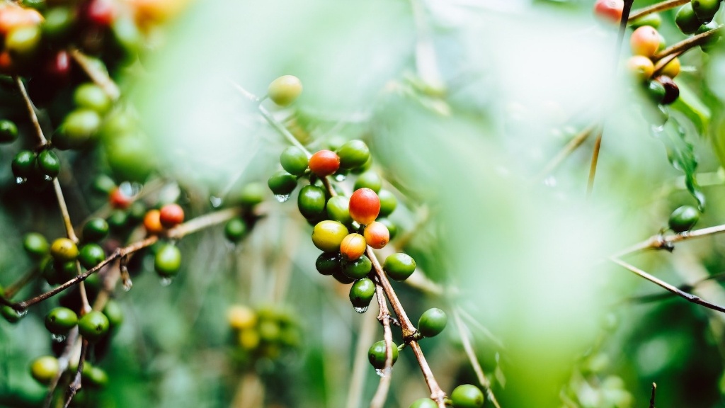 Are raw coffee beans edible?
